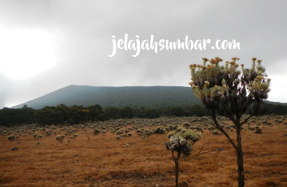 Edelweiss Gunung Gede