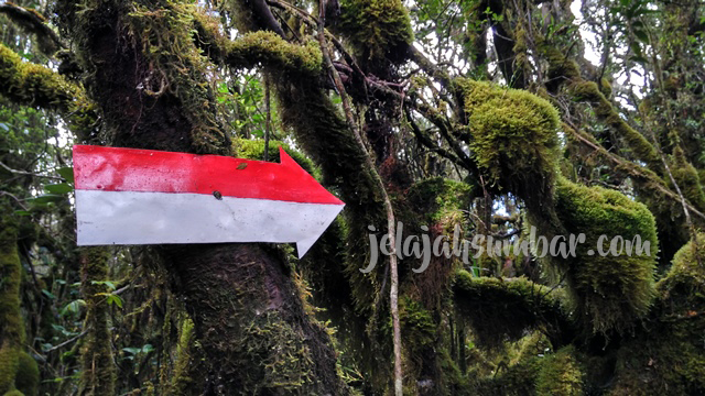 Jalur pendakian Gunung Singgalang