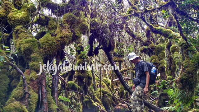 Hutan lumut Gunung Singgalang