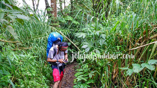 Hutan Gunung Singgalang