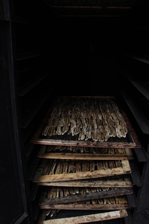 Pisang yang telah diiris kemudian diletakkan ke dalam oven untuk dikeringkan