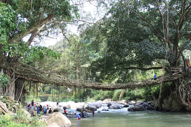 Jembatan Akar Ga Cuma Ada di Baduy Jelajah Sumbar