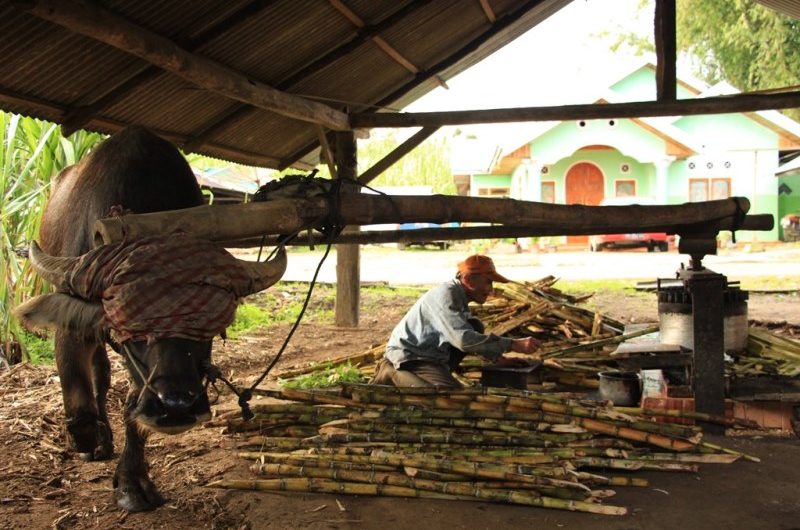 Kilang_tebu_kerbau