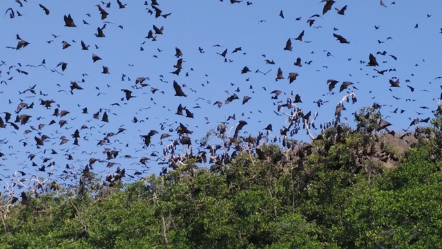 Kerajaan kelelawar di Pulau Ontoloe, untuk mendekati pulau ini bergantung pada pasang surut air laut