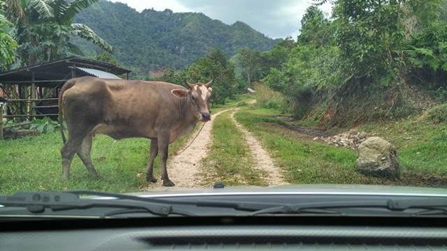 Sapi yang menghalangi jalan