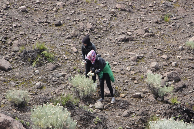 Keindahan Edelweiss yang diusik oleh oknum pendaki bertangan jahil