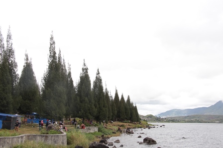 Di tepian Danau Diatas banyak tumbuh pohon pinus
