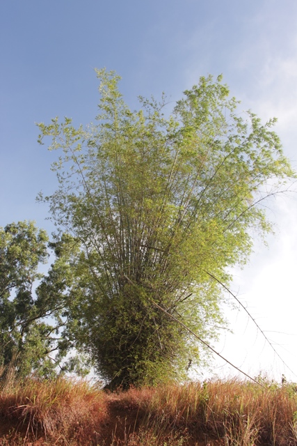 Nama Aua Sarumpun diambil karena di puncak bukit ini terdapat serumpun pohon bambu