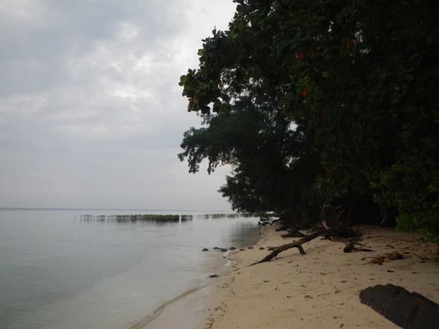 pulau_semak_daun_3