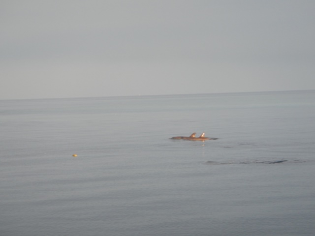 Lumba - lumba nyasar