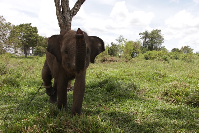 Trip Lampung Bermain Bersama Gajah Sumatera di Taman Trip Lampung Bermain Bersama Gajah Sumatera di Taman