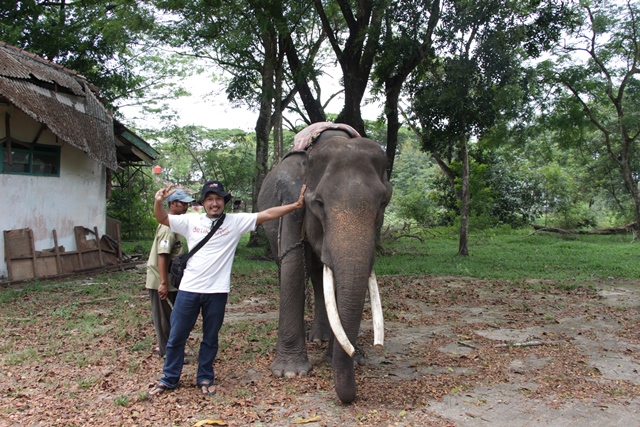 Menyentuh sang Gajah