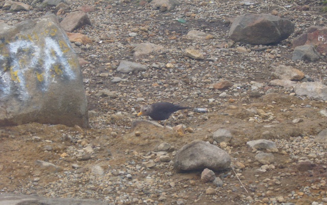 Burung Jalak Lawu yang menemani kami hingga ke puncak 