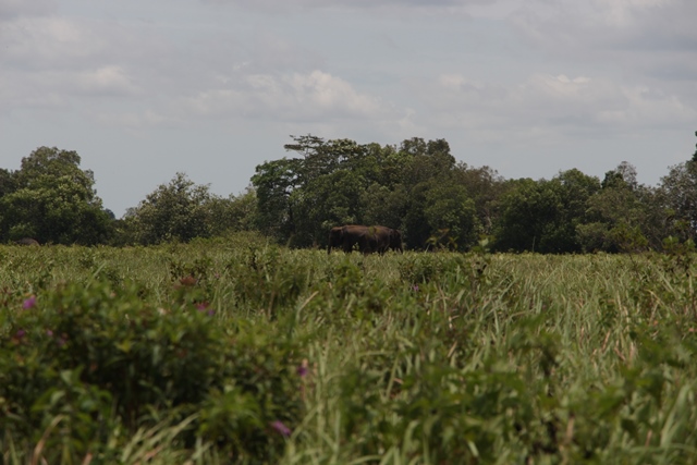 Gajah - gajah di savana