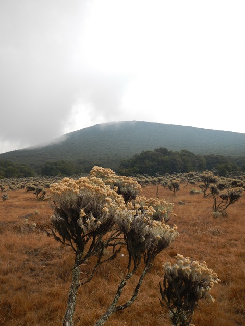 Edelweiss di kala itu sedang berbunga 