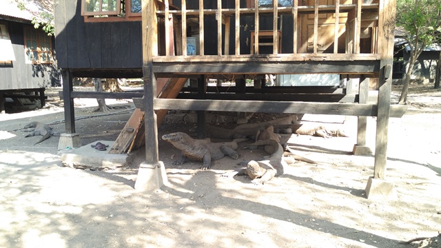 Komo dan teman - temannya lagi ngadem, Pulau Komodo panas cuy