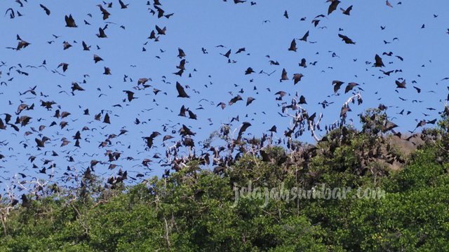 Komodo yang ada di kawasan TWA 17 Pulau Riung mendiami Pulau Ontoloe, selain Komodo pulau ini juga merupakan rumah bagi jutaan kalong