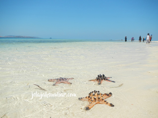 Di sekitar pantai Pulau Rutong banyak ditemukan bintang laut merah berukuran besar