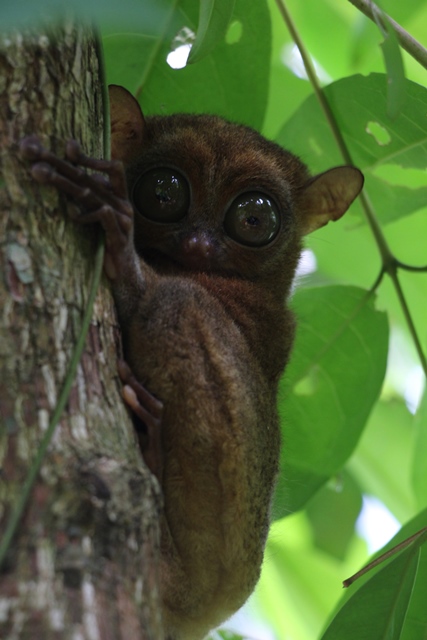 Hai Tarsius Belitung alias Pelile'an