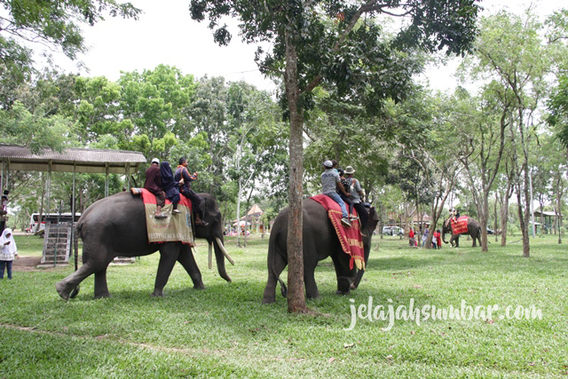 Menunggang gajah yang telah dilatih