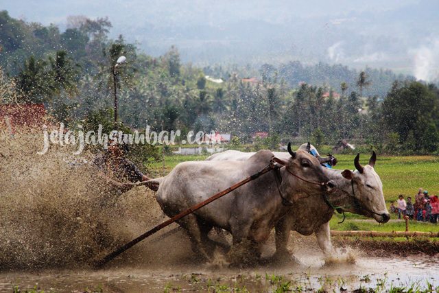 Pacu Jawi Sumatera Barat