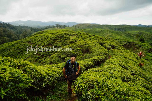 Kebun Teh Nirmala