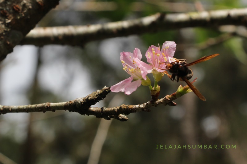 Ketika Bunga  Sakura  Bermekaran di Indonesia Jelajah Sumbar