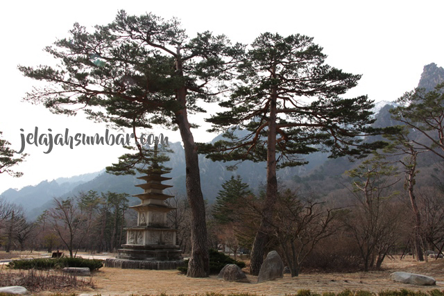 Pohon Pinus di Gunung