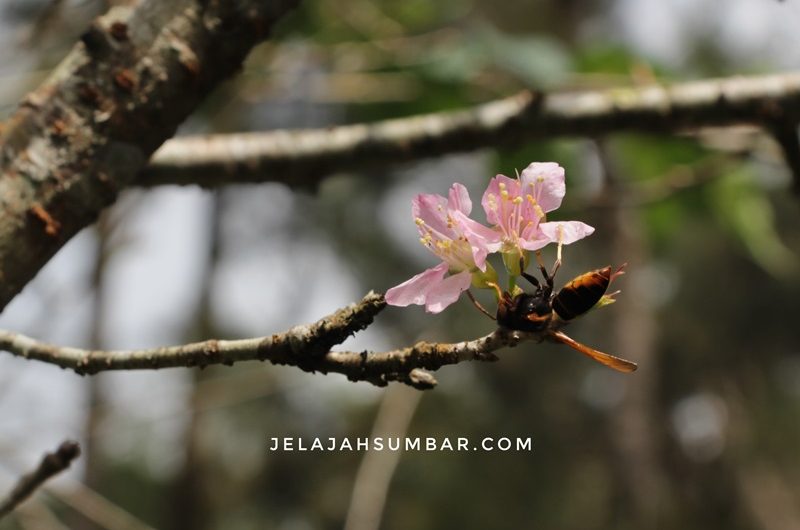 Taman Sakura Kebun Raya Cibodas