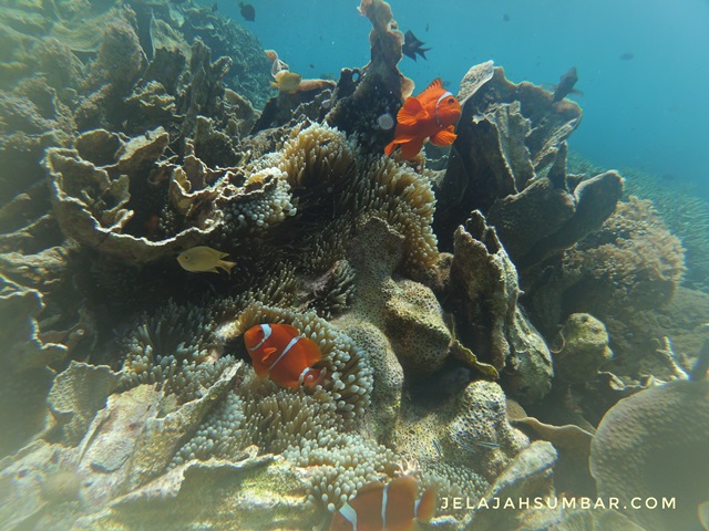 wisata-snorkeling-gili-kondo