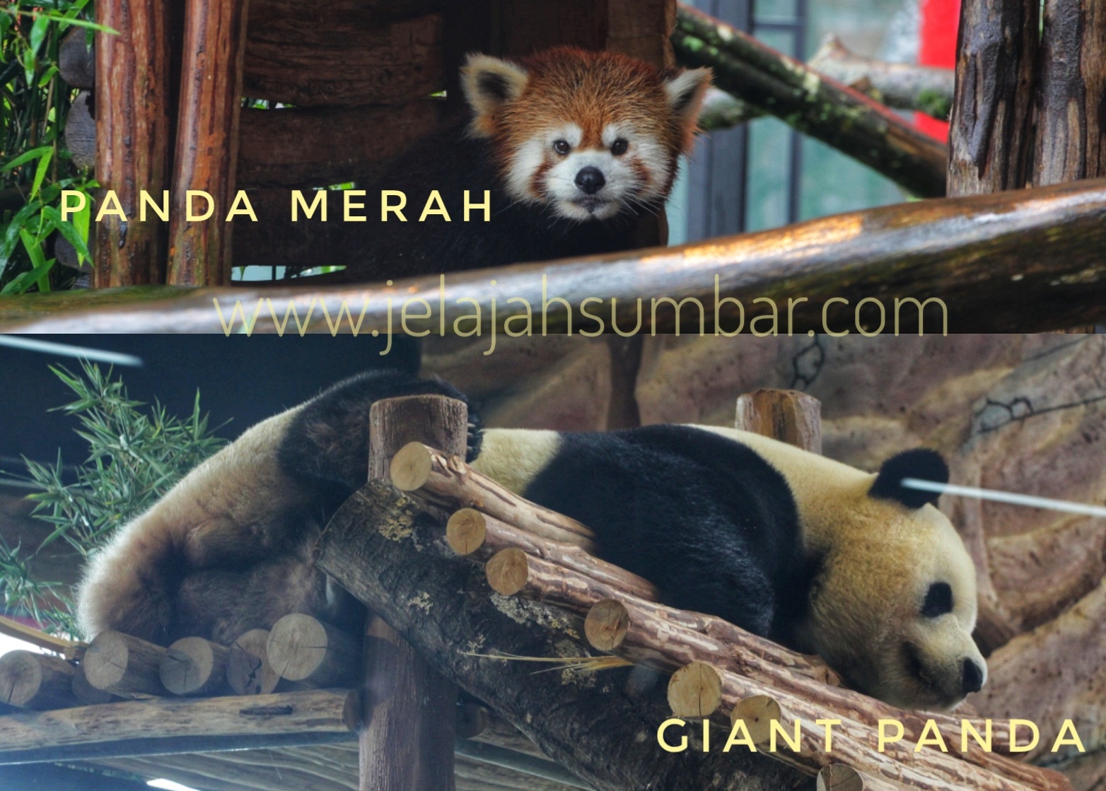 Panda Raksasa Dan Panda Merah Yang Lucu