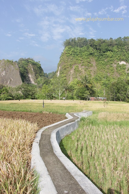 sawah_di_bukittinggi