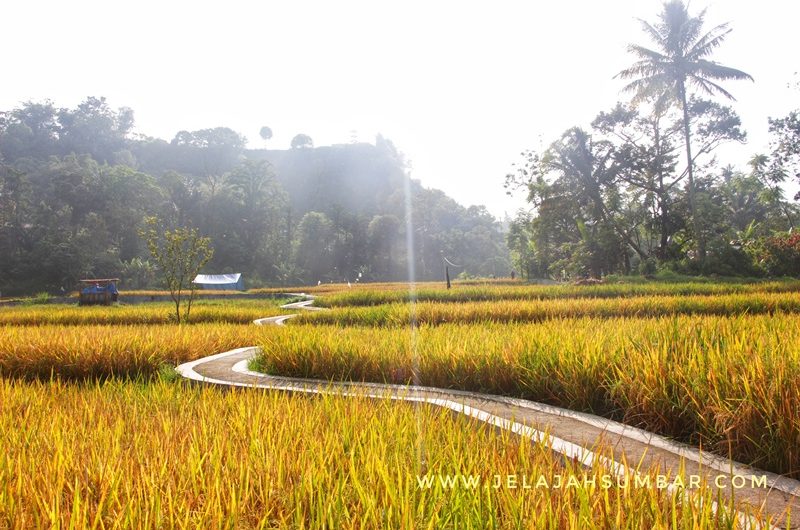 sawah_di_ngarai_sianok