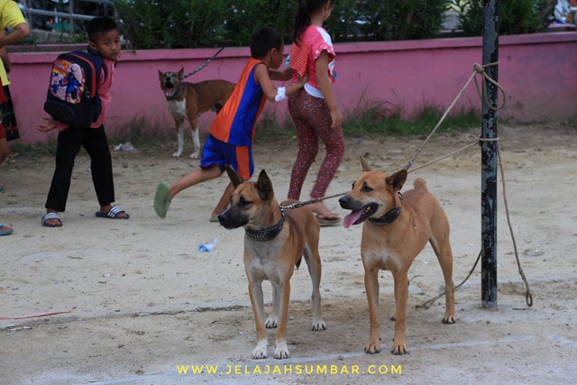 anjing peserta lomba