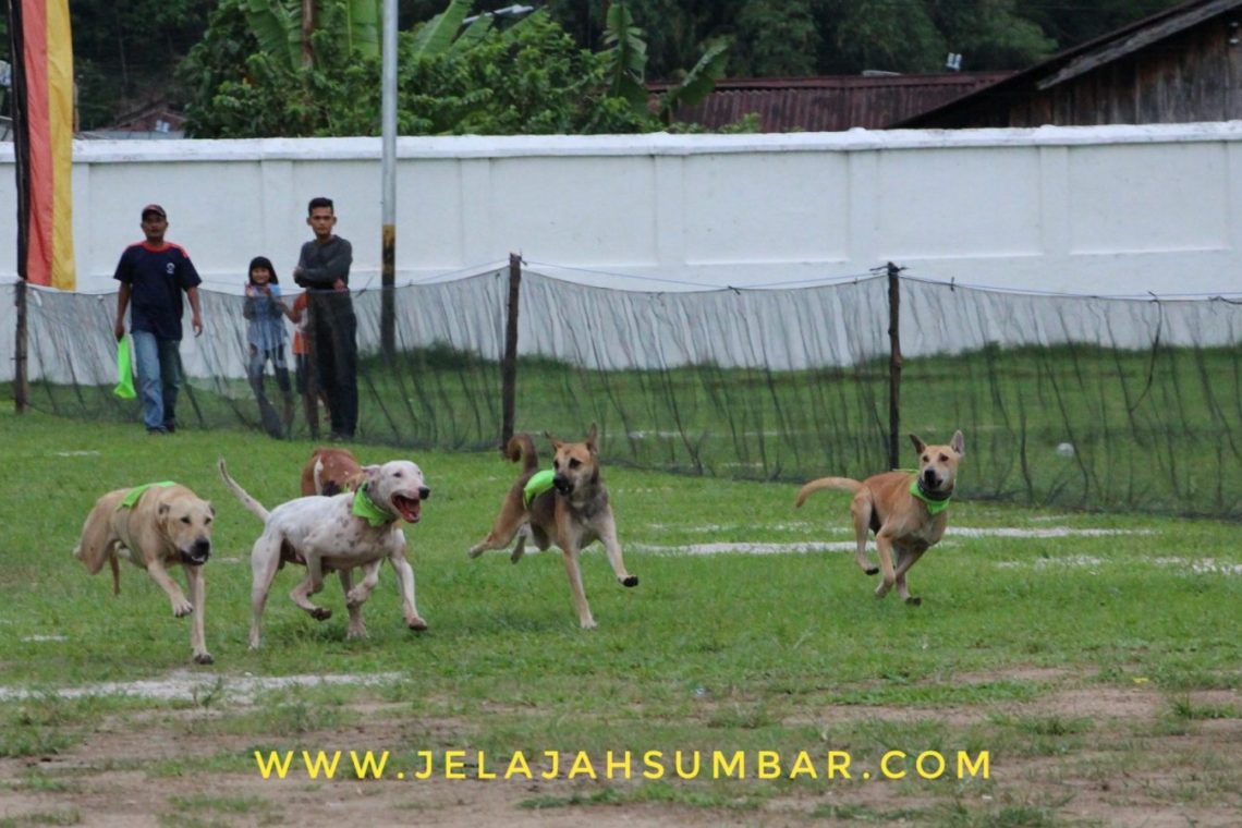 pacu anjing sawahlunto
