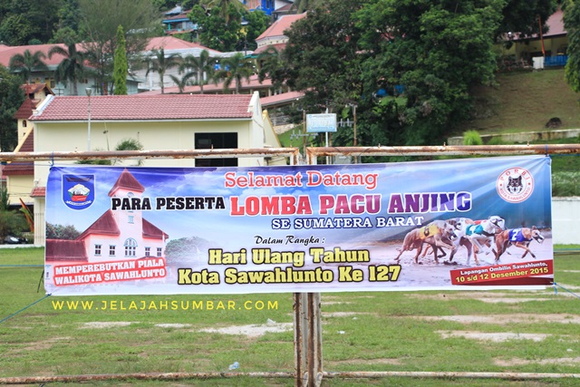 lomba pacu anjing di sawahlunto