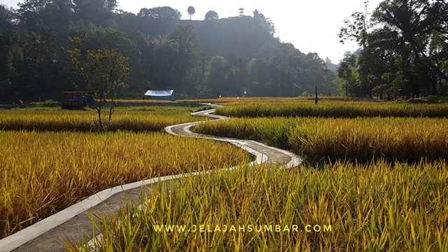 sawah instagramable di Ngarai Sianok