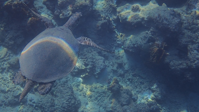 penyu_di_pulau_marak