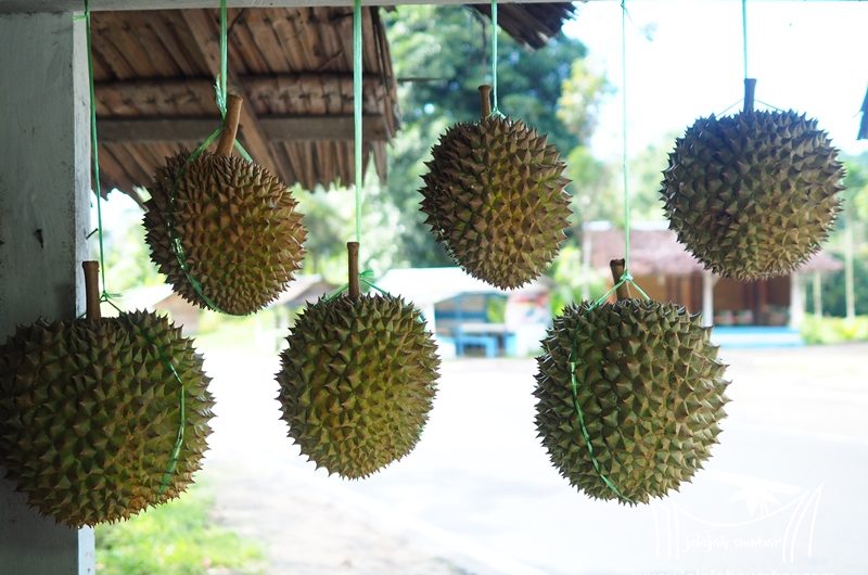 Asiknya Pesta Durian  Kayu  Tanam di Lintas Padang Bukittinggi