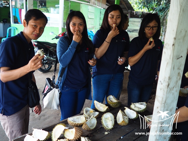 durian_kayu_tanam