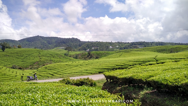 kebun_teh_alahan_panjang