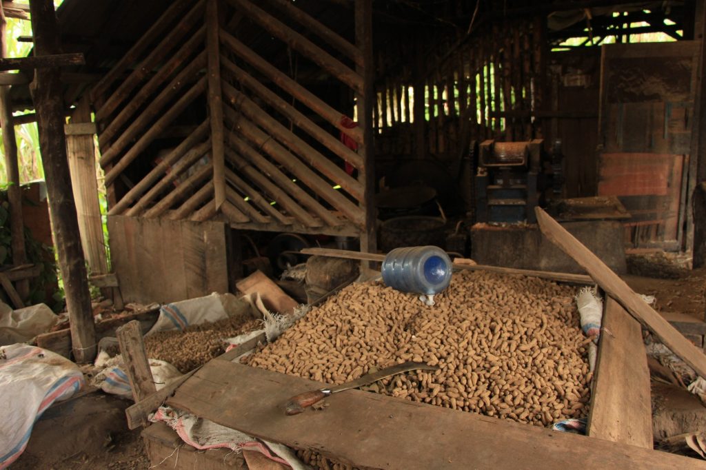 kacang barandang nagari lawang