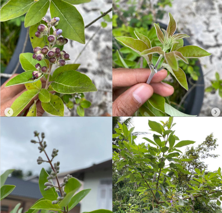 pohon buah galundi